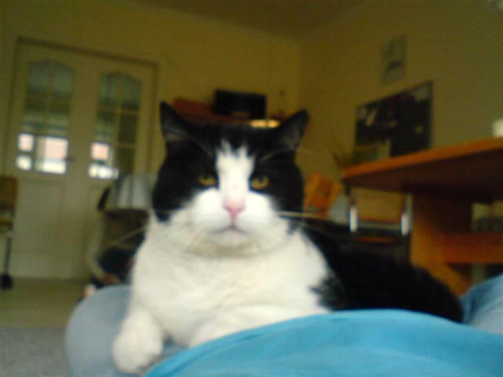 Huskat Basé *aflivet* - » nøj! en god mave! xD billede 14