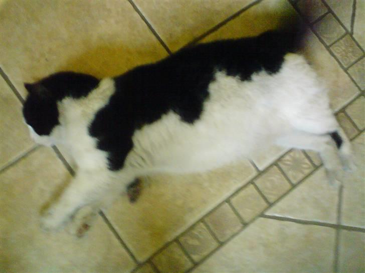 Huskat Basé *aflivet* - » ikk kig min mave, så bliver jeg bare genert I) billede 15