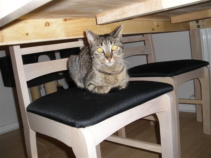 Huskat Mio - har lige taget mig en stol billede 16