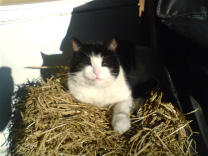 Huskat Basé *aflivet* - » jeg vil også ha´ halm!! billede 16