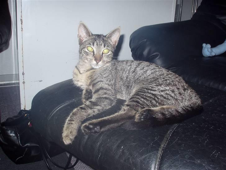 Huskat Mio - ligder og slænger mig billede 17