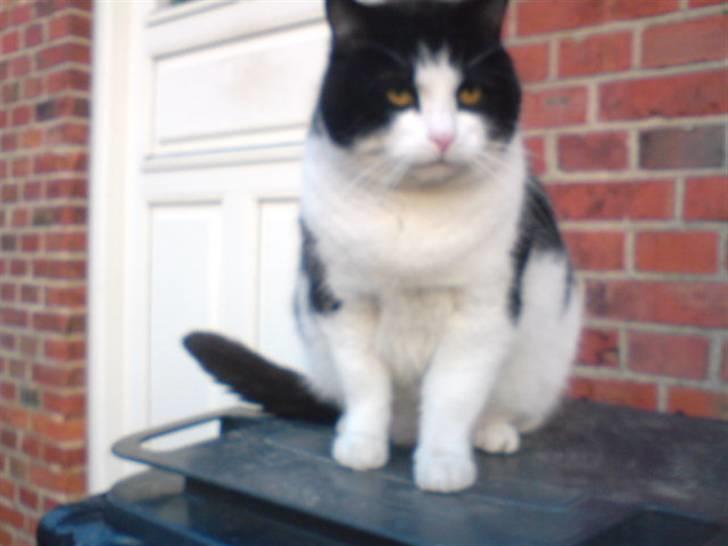 Huskat Basé *aflivet* - » må jeg gerne komme ind nu? i; billede 17