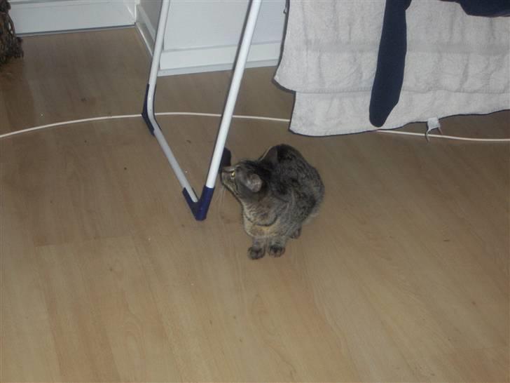 Huskat Mio - jubii mor har lige vasket billede 18