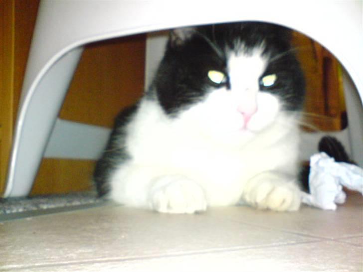 Huskat Basé *aflivet* - » under skamlen;; hvor de små dumme børn ikk kan fange mig! billede 18