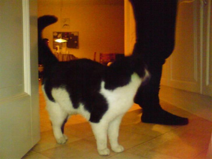 Huskat Basé *aflivet* - » efter aftensmaden;; jeg venter! xD billede 19