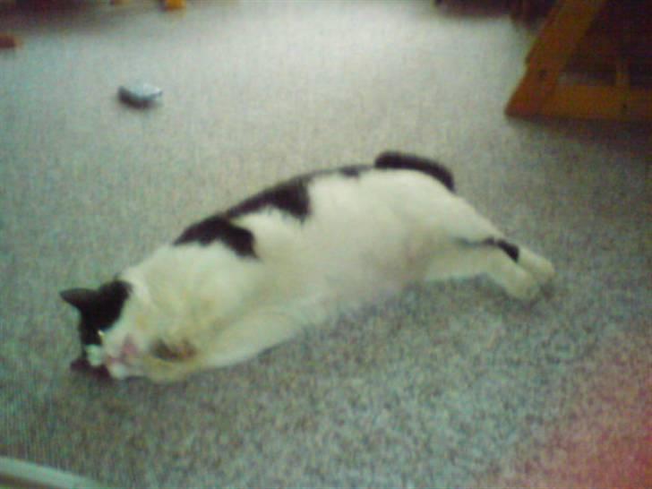 Huskat Basé *aflivet* - » nu stopper du!! - jeg skal lige være pæn først, ikk!! billede 20