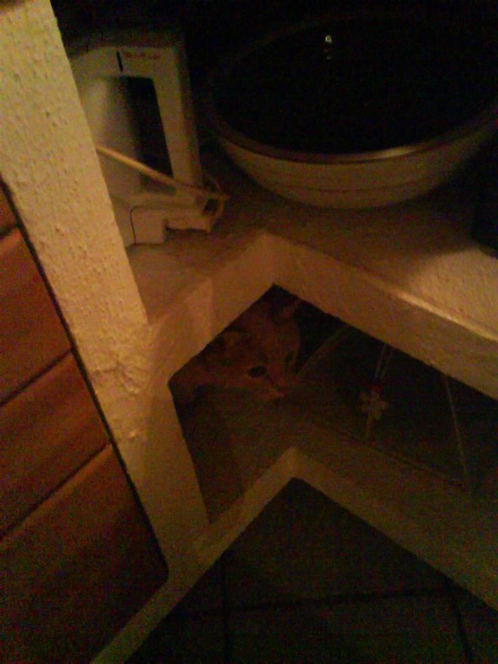 Blanding af racer Cimba ;) R.I.P. ;( billede 1