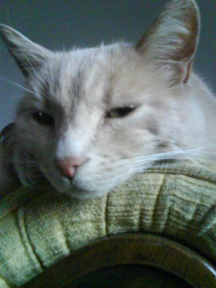 Blanding af racer Cimba ;) R.I.P. ;( billede 2