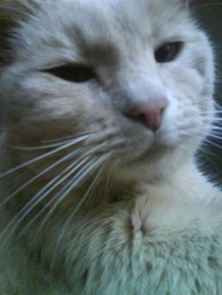 Blanding af racer Cimba ;) R.I.P. ;( billede 3