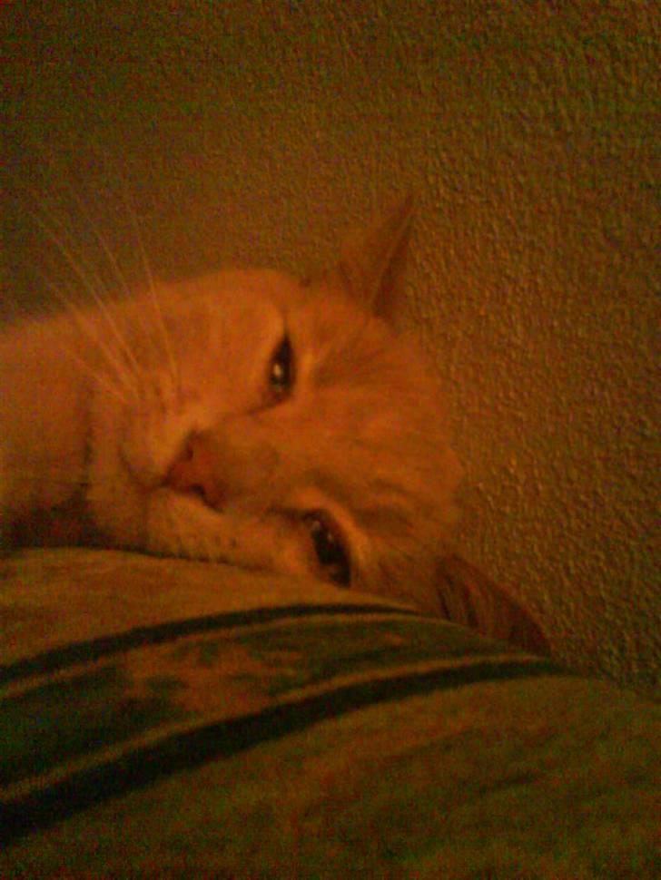 Blanding af racer Cimba ;) R.I.P. ;( billede 4