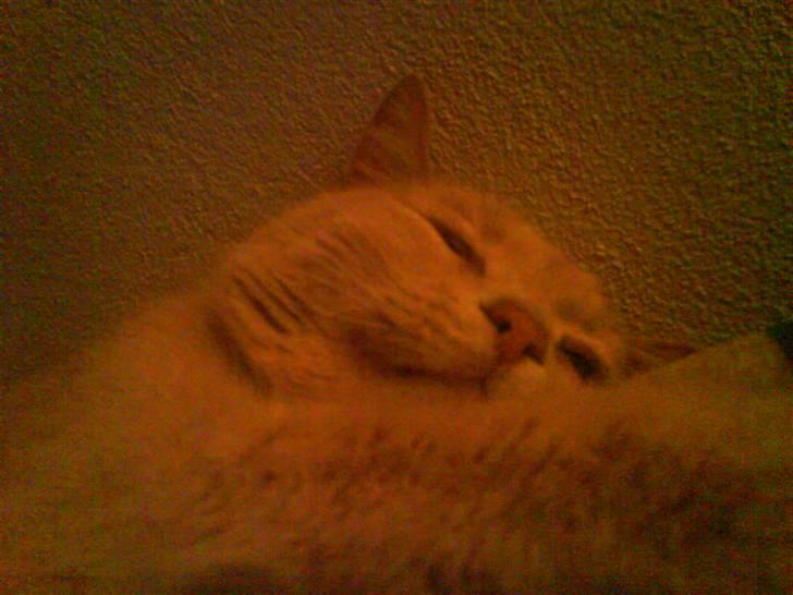 Blanding af racer Cimba ;) R.I.P. ;( billede 5