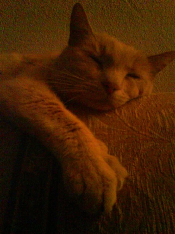 Blanding af racer Cimba ;) R.I.P. ;( billede 6