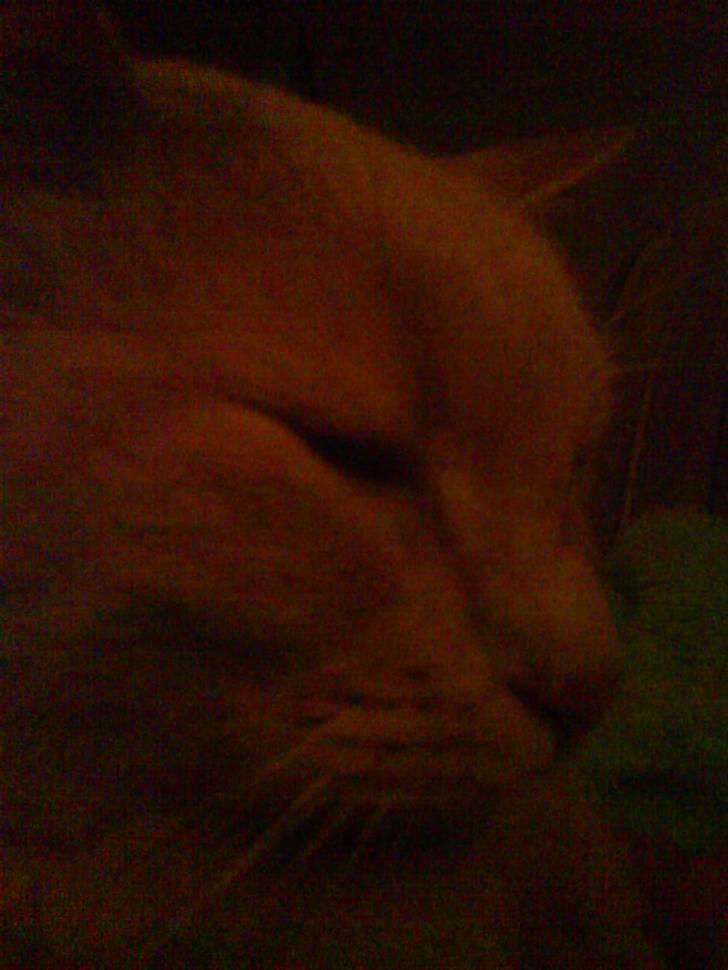 Blanding af racer Cimba ;) R.I.P. ;( billede 7