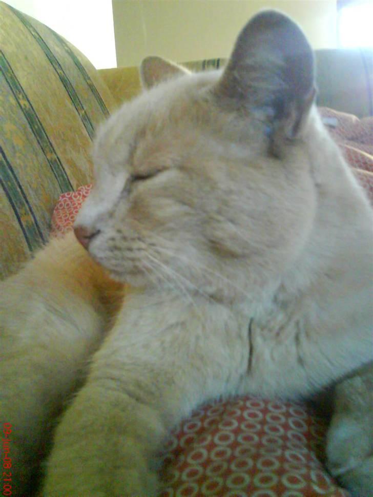 Blanding af racer Cimba ;) R.I.P. ;( billede 8