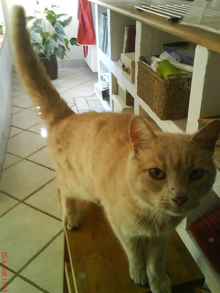 Blanding af racer Cimba ;) R.I.P. ;( billede 9