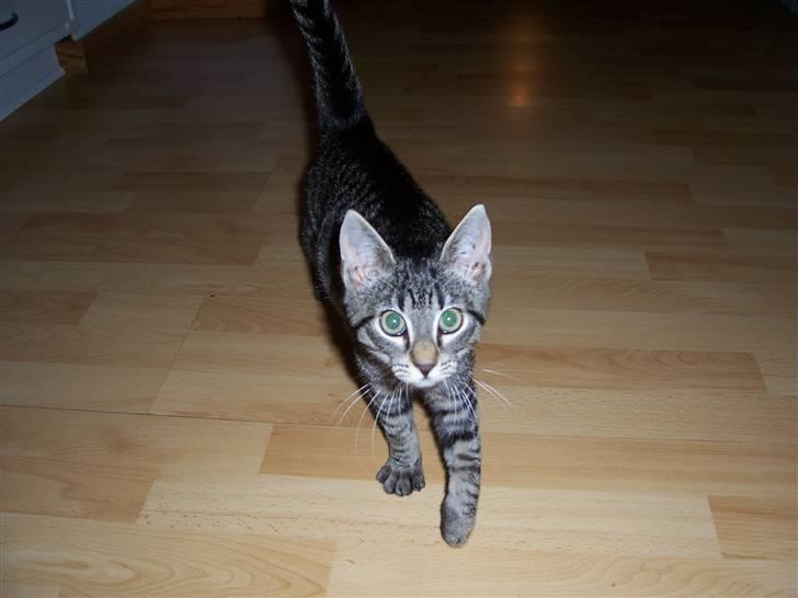 Blanding af racer Loui - Velkommen til Louis profil, læg gerne en kommentar inden du går :) Loui som killing billede 5