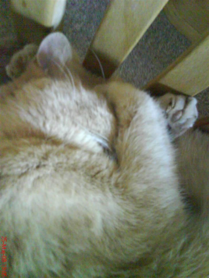 Blanding af racer Cimba ;) R.I.P. ;( billede 10