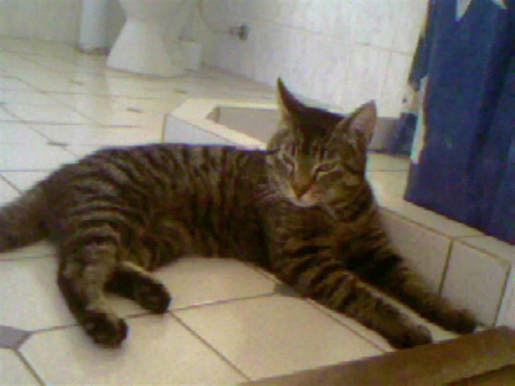 Blanding af racer Loui billede 6