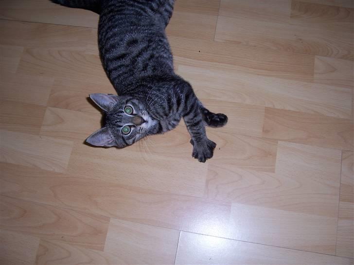 Blanding af racer Loui billede 8