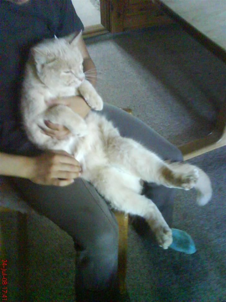 Blanding af racer Cimba ;) R.I.P. ;( billede 11