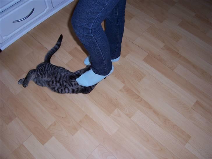 Blanding af racer Loui - hihi billede 10