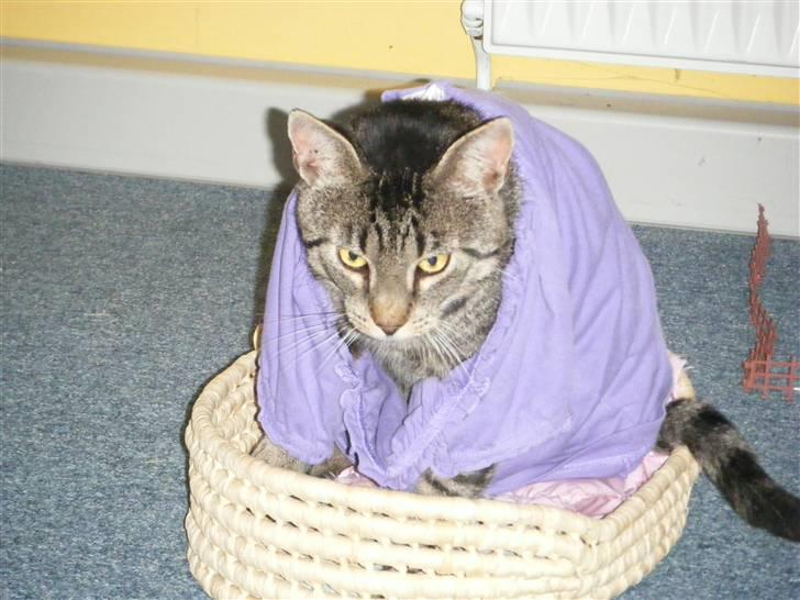 Blanding af racer Loui billede 12