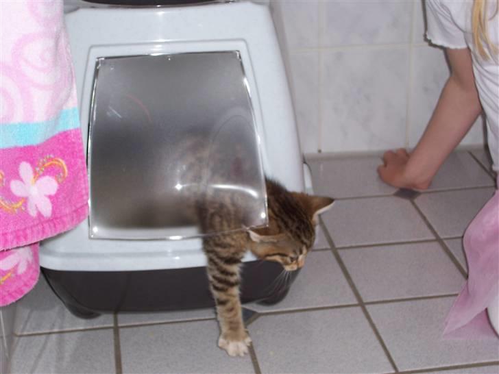 Blanding af racer Topper † - Fordi du var så nuttet billede 2