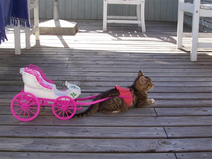 Blanding af racer Topper † - ...Fordi du fandt dig i alt <33 billede 5