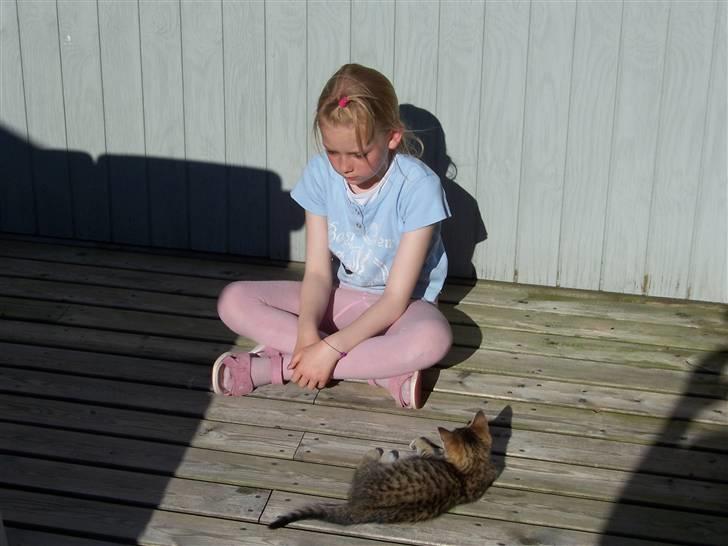 Blanding af racer Topper † - Fordi vi altid var samn billede 7