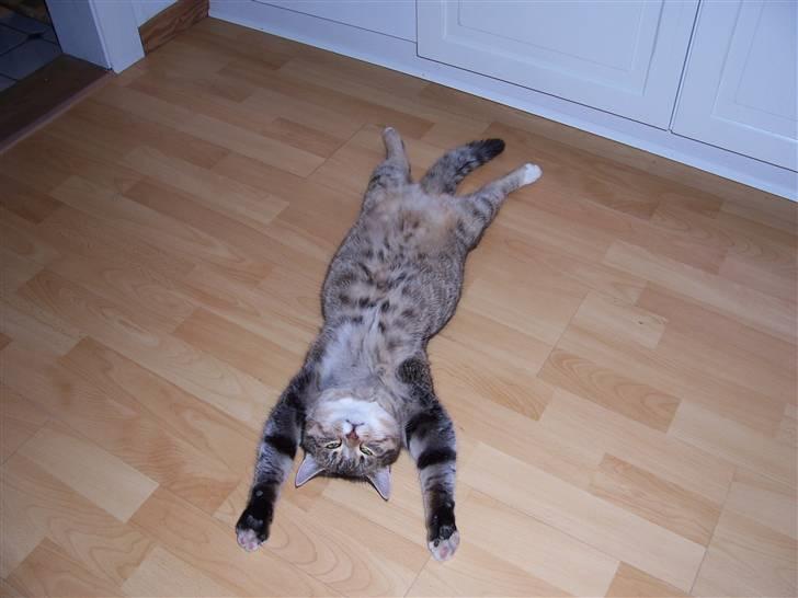 Blanding af racer Topper † - fordi du var speciel ! billede 8