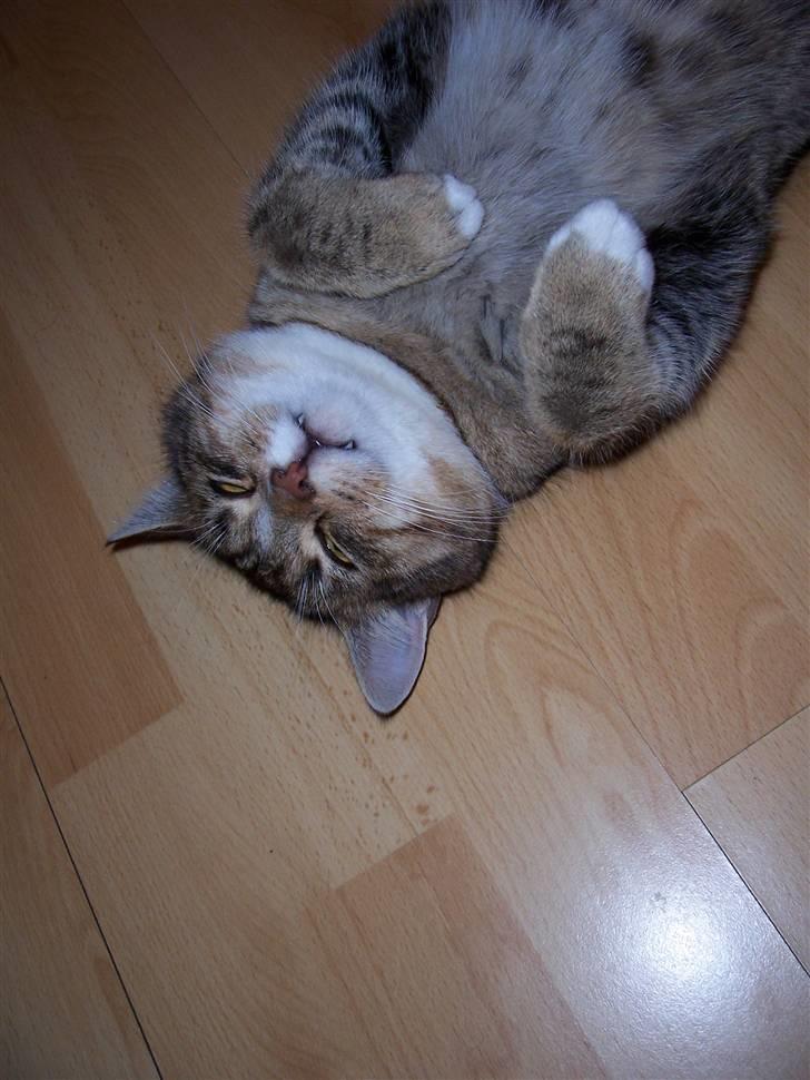 Blanding af racer Topper † - ....Fordi jeg elsker DIG... <33 billede 9