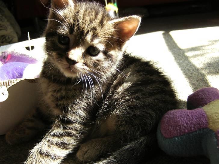 Blanding af racer Chico billede 1