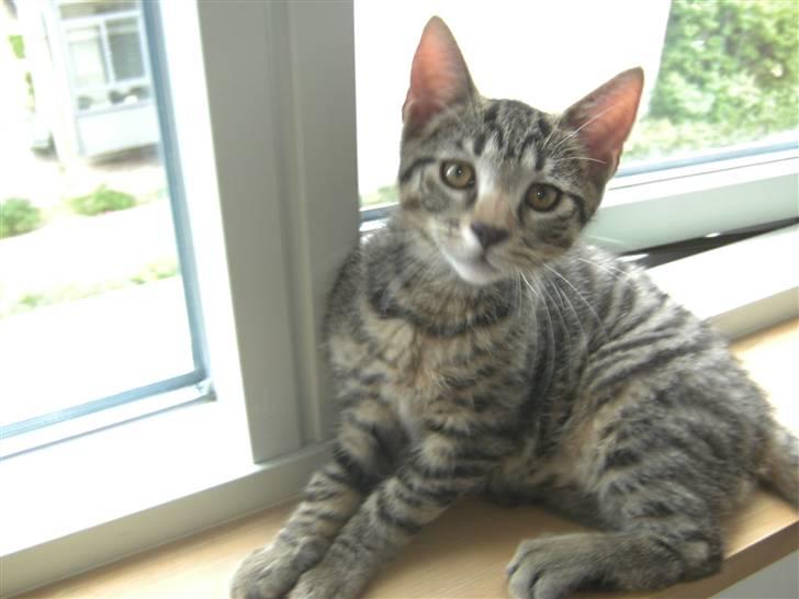 Blanding af racer Chico billede 2