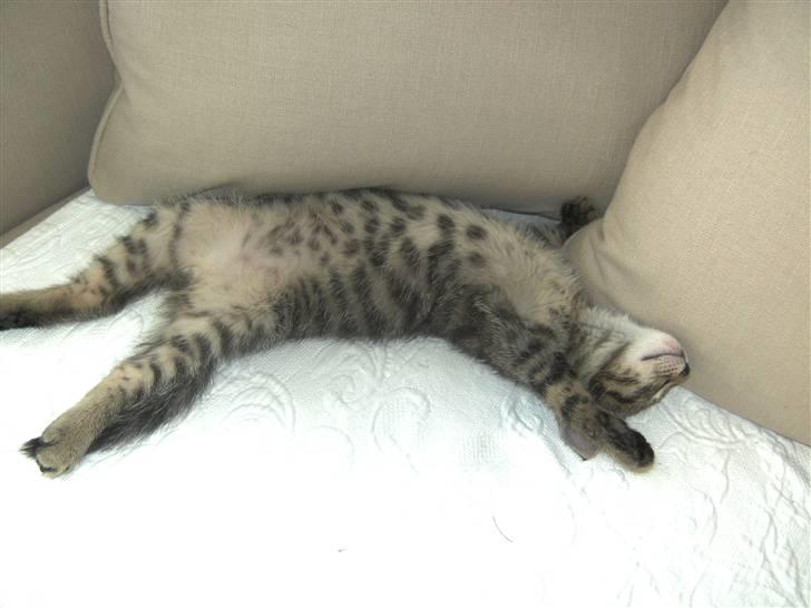 Blanding af racer Chico - Ja Chico han elsker at flyde ud på sofaen :) Virkelig flyde ud.  billede 3