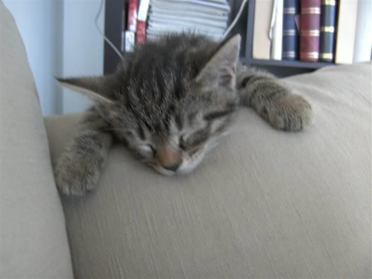 Blanding af racer Chico billede 4