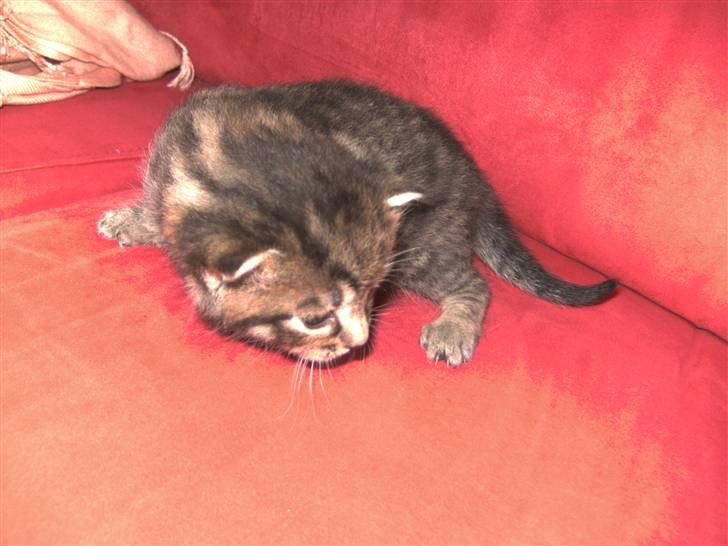 Blanding af racer Chico billede 5