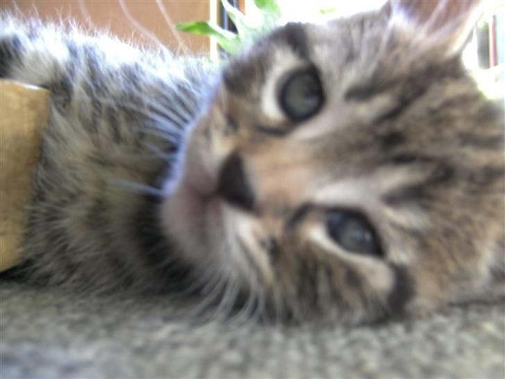 Blanding af racer Chico billede 6