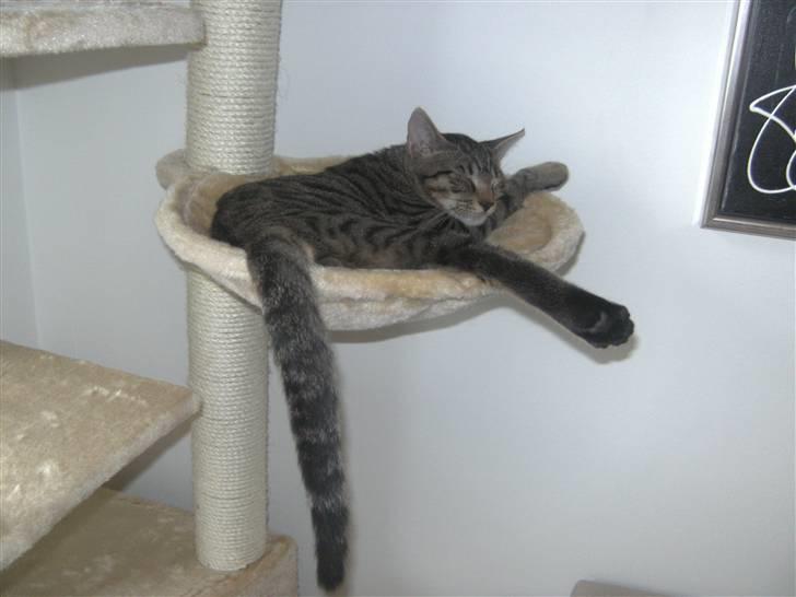 Blanding af racer Chico billede 7