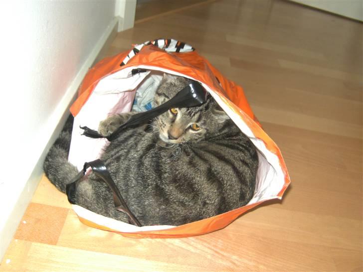 Blanding af racer Chico - Chico elsker at lege inde i en plastic pose.  billede 8