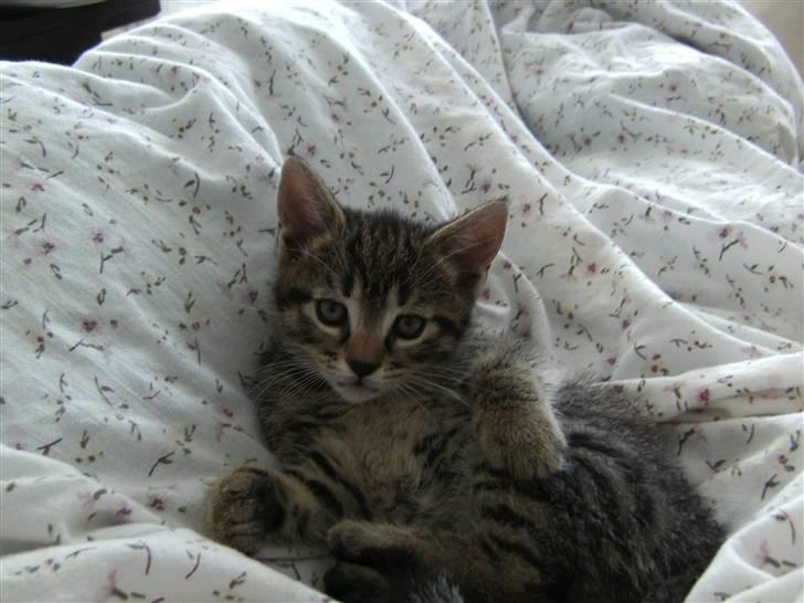 Blanding af racer Chico - Elsker at lege i dynerne. og specielt jage min mor og fars fødder billede 9