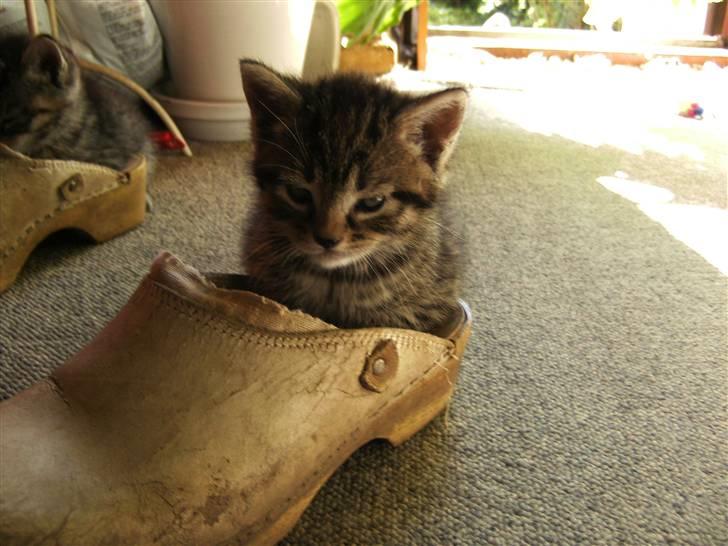 Blanding af racer Chico billede 10