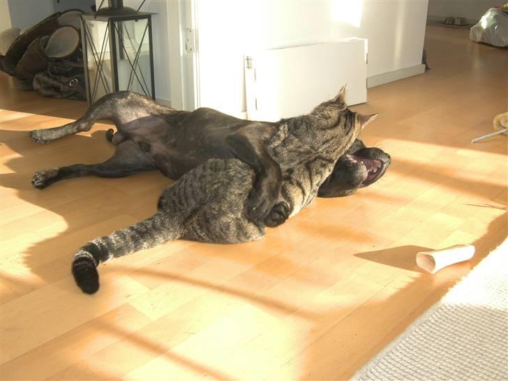 Blanding af racer Chico - Altid sjovt at lege med Manse. billede 11