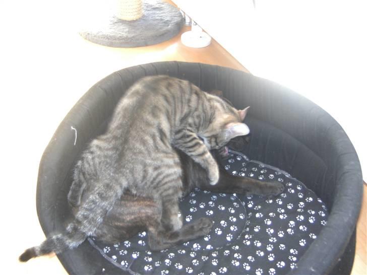 Blanding af racer Chico - Til tider så vinder jeg faktisk:) billede 12