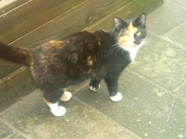 Blanding af racer MADONNA(Peter lundin) - Så er der dømt musejagt ! ! !    Eller en stål orm..he he de er sjove at fange ! ! ! ! billede 8