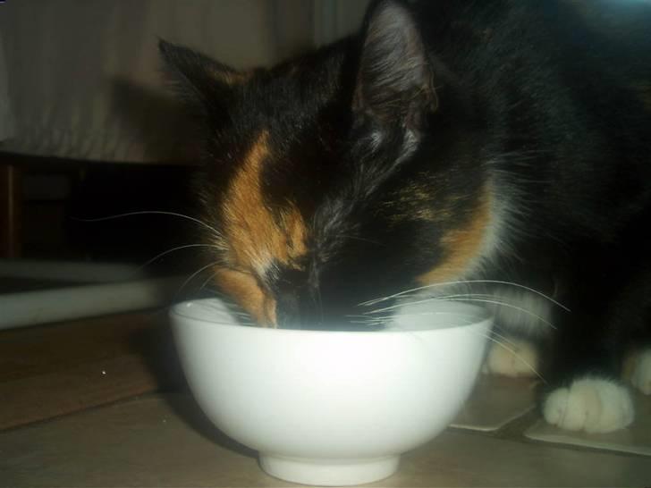 Blanding af racer MADONNA(Peter lundin) - Nam ! !   lidt dåsetun, med nogle rejer i,,,, det er lykken.. billede 9