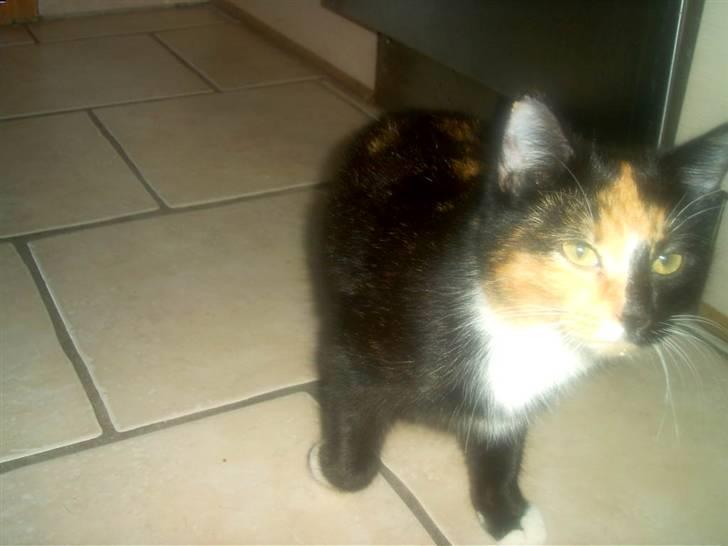 Blanding af racer MADONNA(Peter lundin) - Kom nu mor ! jeg er døden nær af sult..! ! billede 10