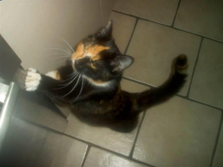 Blanding af racer MADONNA(Peter lundin) - Se nu og bliv færdig med den mad......Jeg vil have mad NUUU ! ! ! billede 11