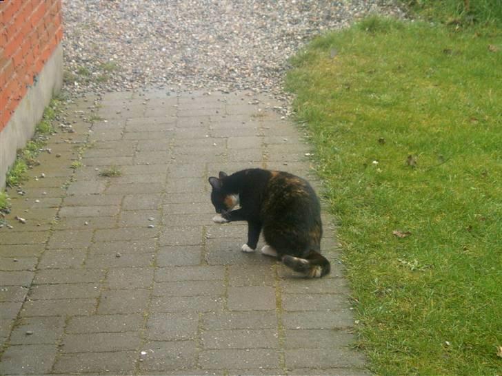 Blanding af racer MADONNA(Peter lundin) - Puh, poterne bliver snavsede når det har regnet billede 12