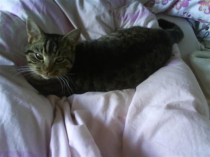 Huskat Strip :D <3 - Jeg kigger på dig smukke billede 13