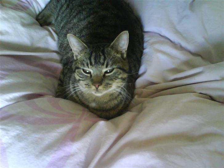 Huskat Strip :D <3 - Jeg er da såå smuk :D billede 14